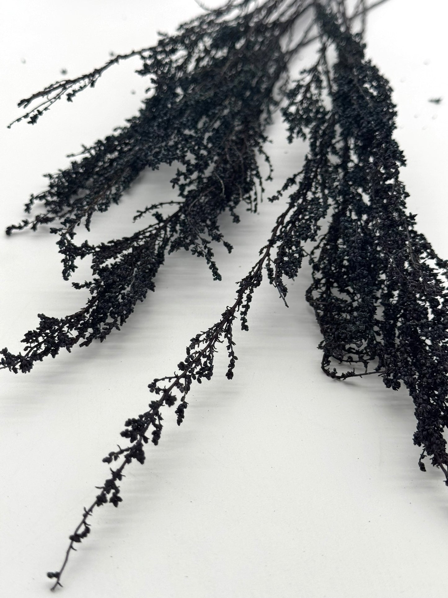 Solidago dünn dunkelblau