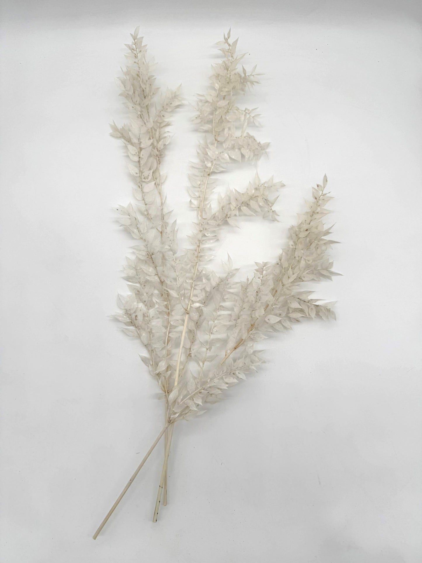 Ruscus weiß creme natur