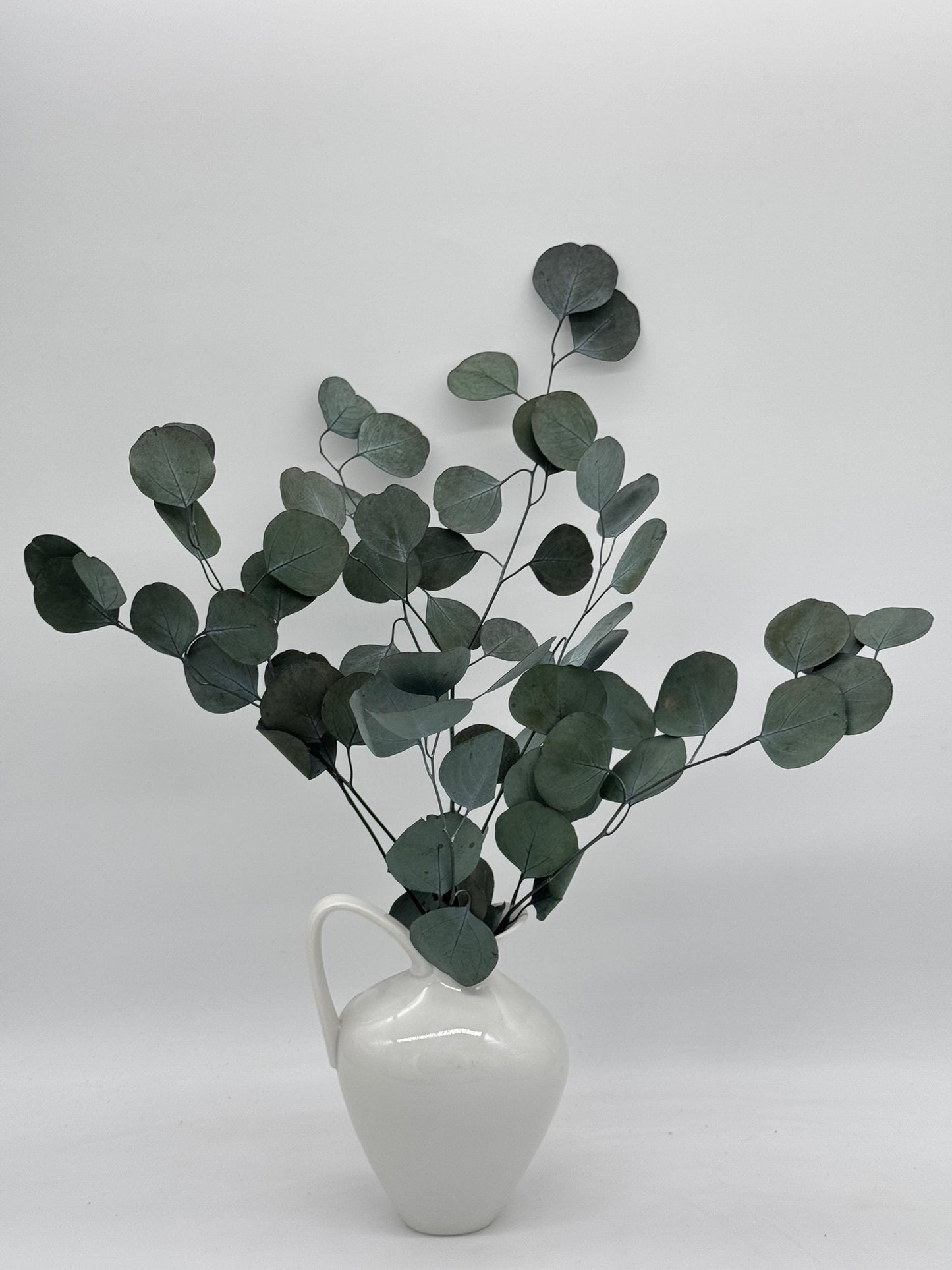 Eukalyptus Populus