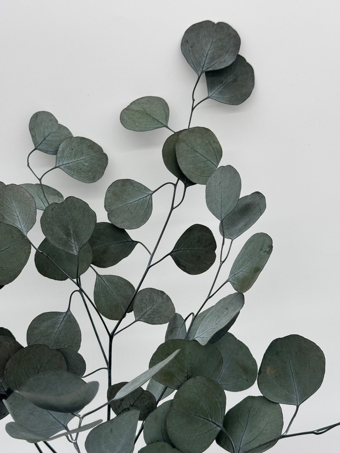 Eukalyptus Populus