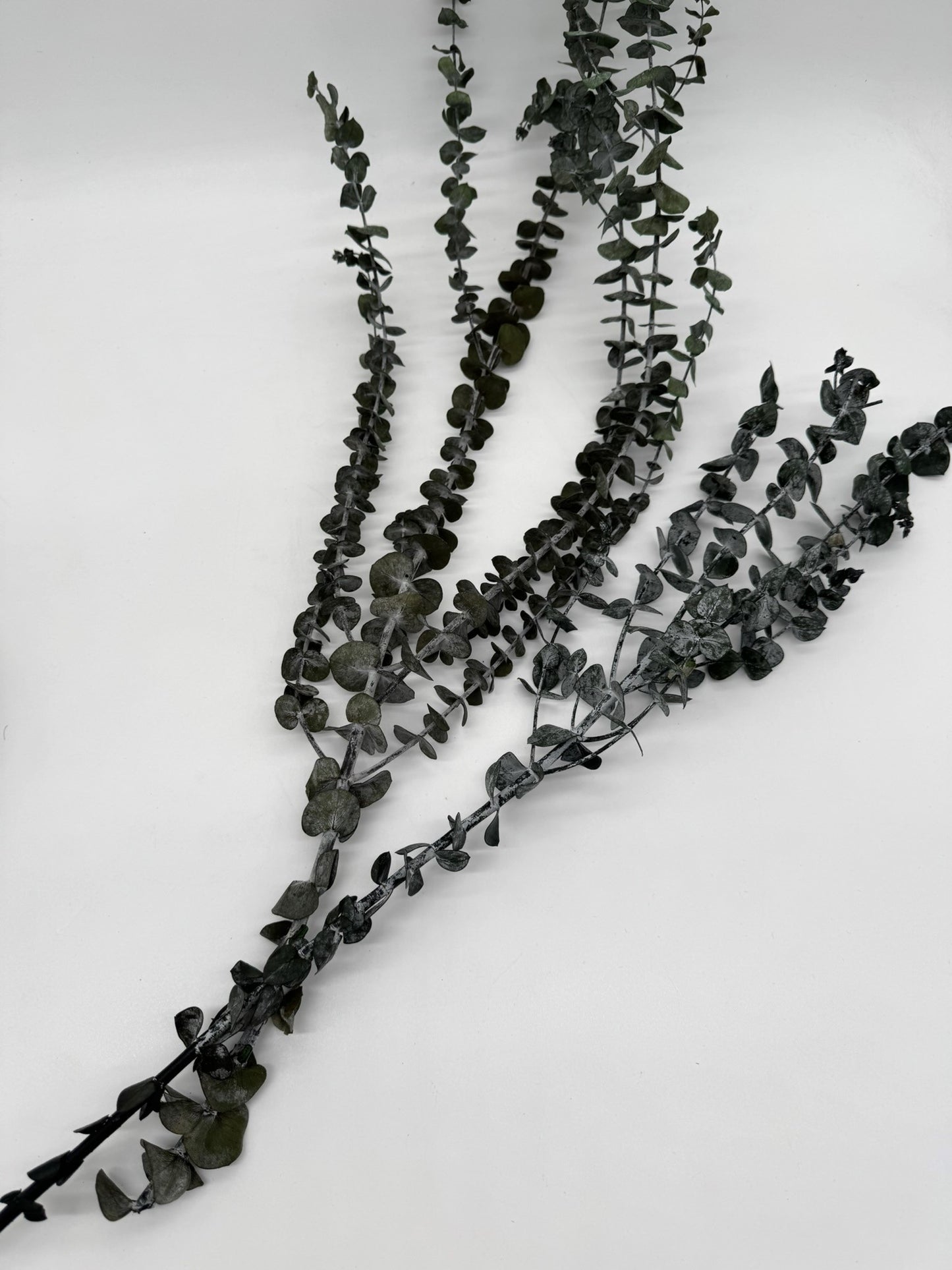 Eukalyptus Baby Blue