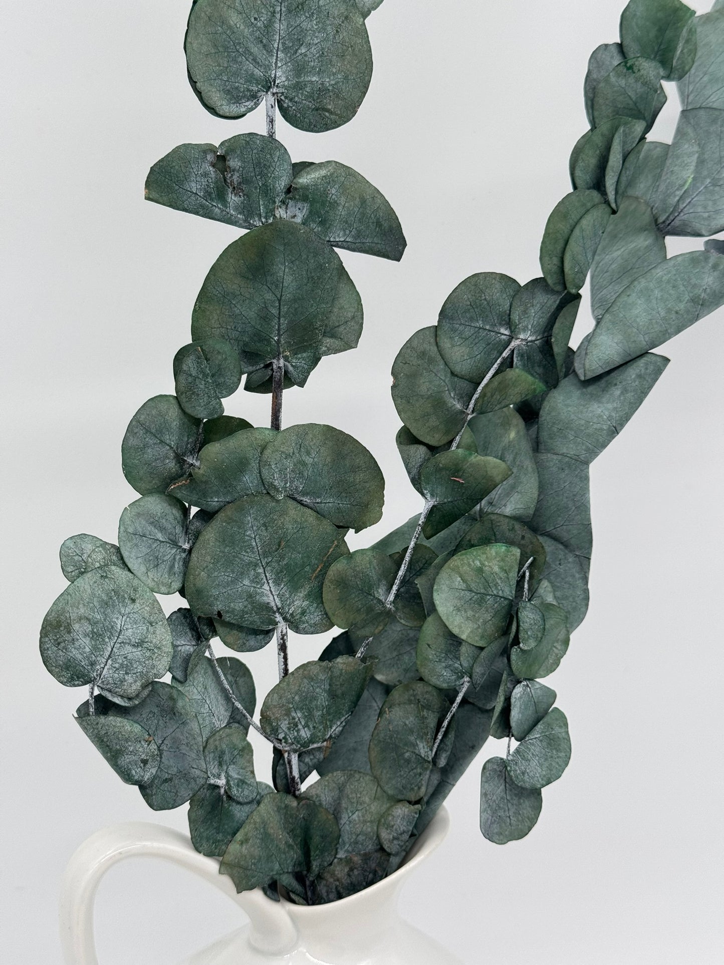 Eukalyptus Cinerea