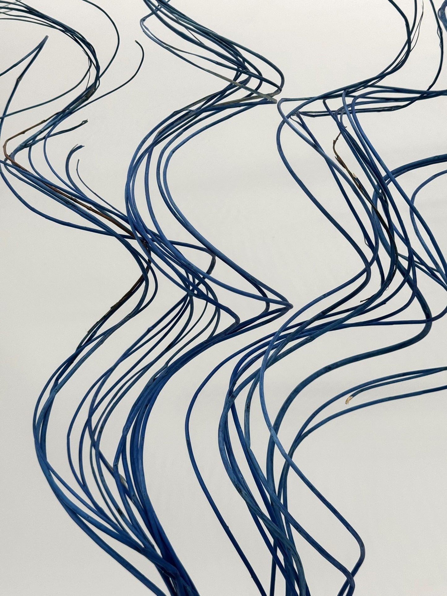 Curly Ting Ting getrocknet blau