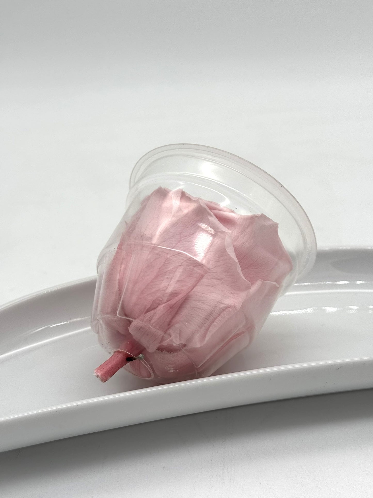 Blüte Infinity Rose rosa