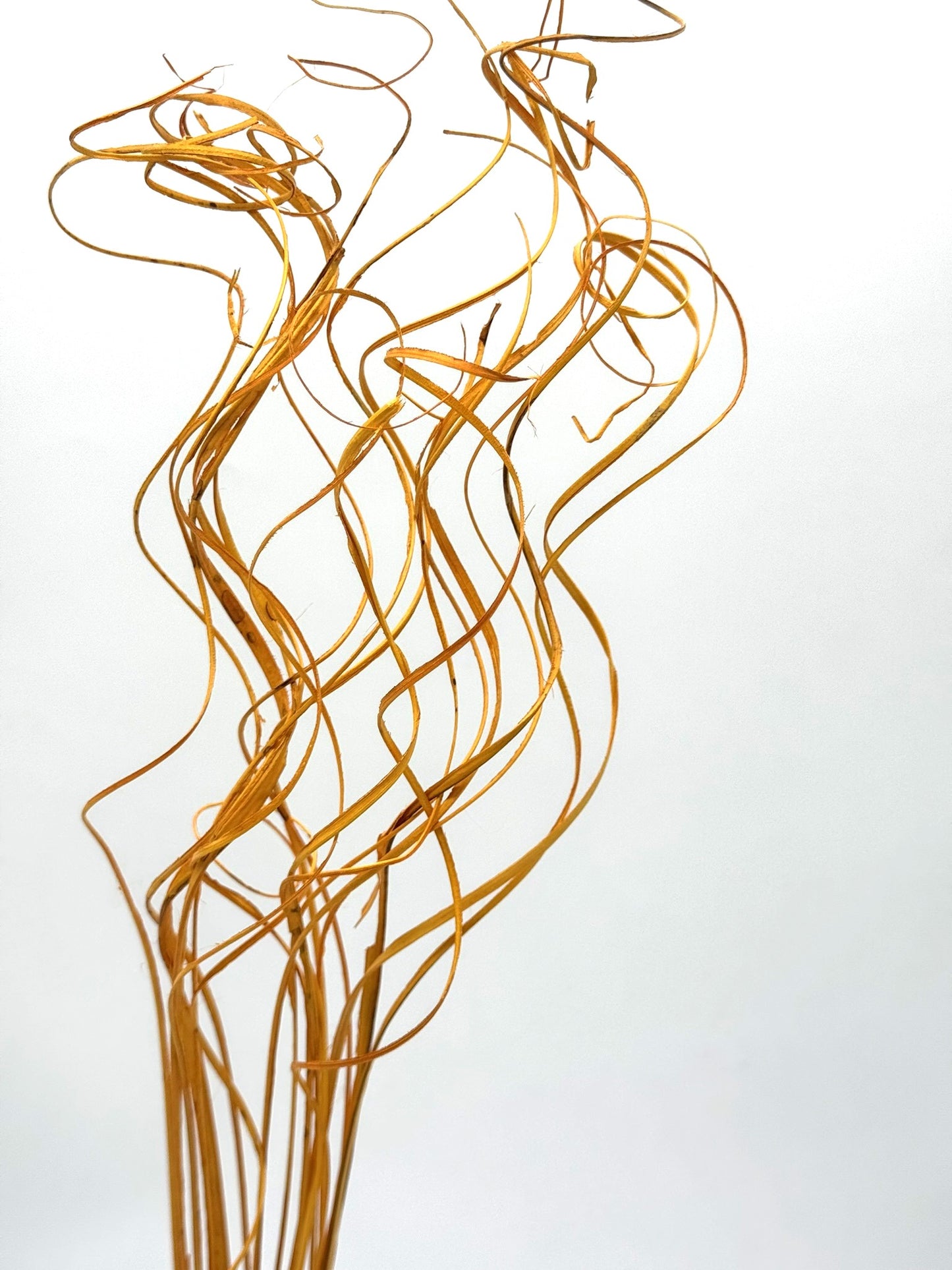 Curly Ting Ting getrocknet warmes gelb