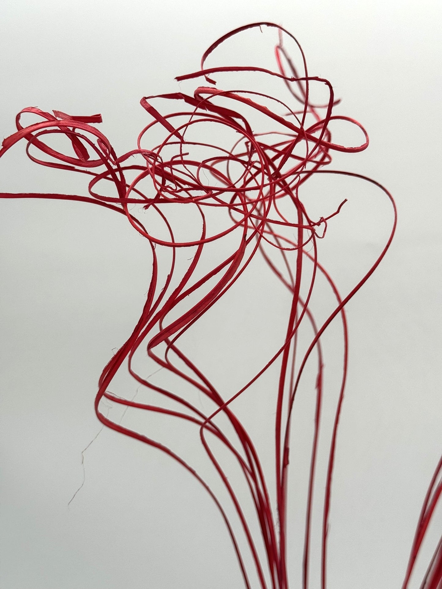 Curly Ting Ting getrocknet rot