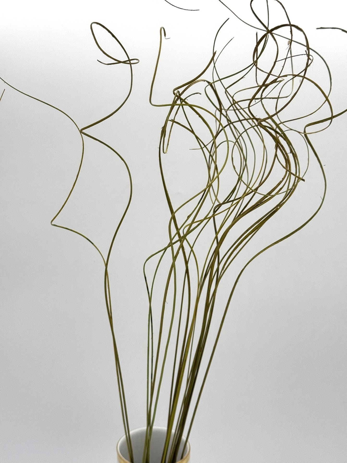 Curly Ting Ting getrocknet limettengrün