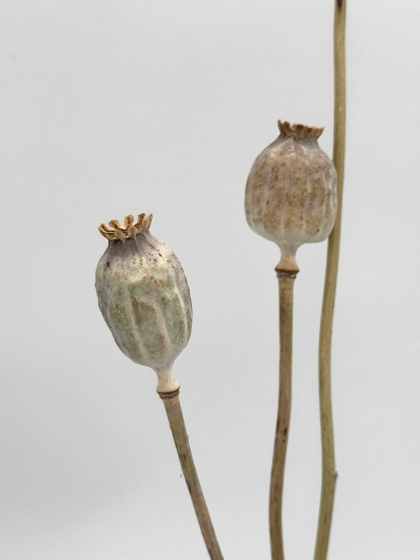 Mohnkapsel natur 3 Stück