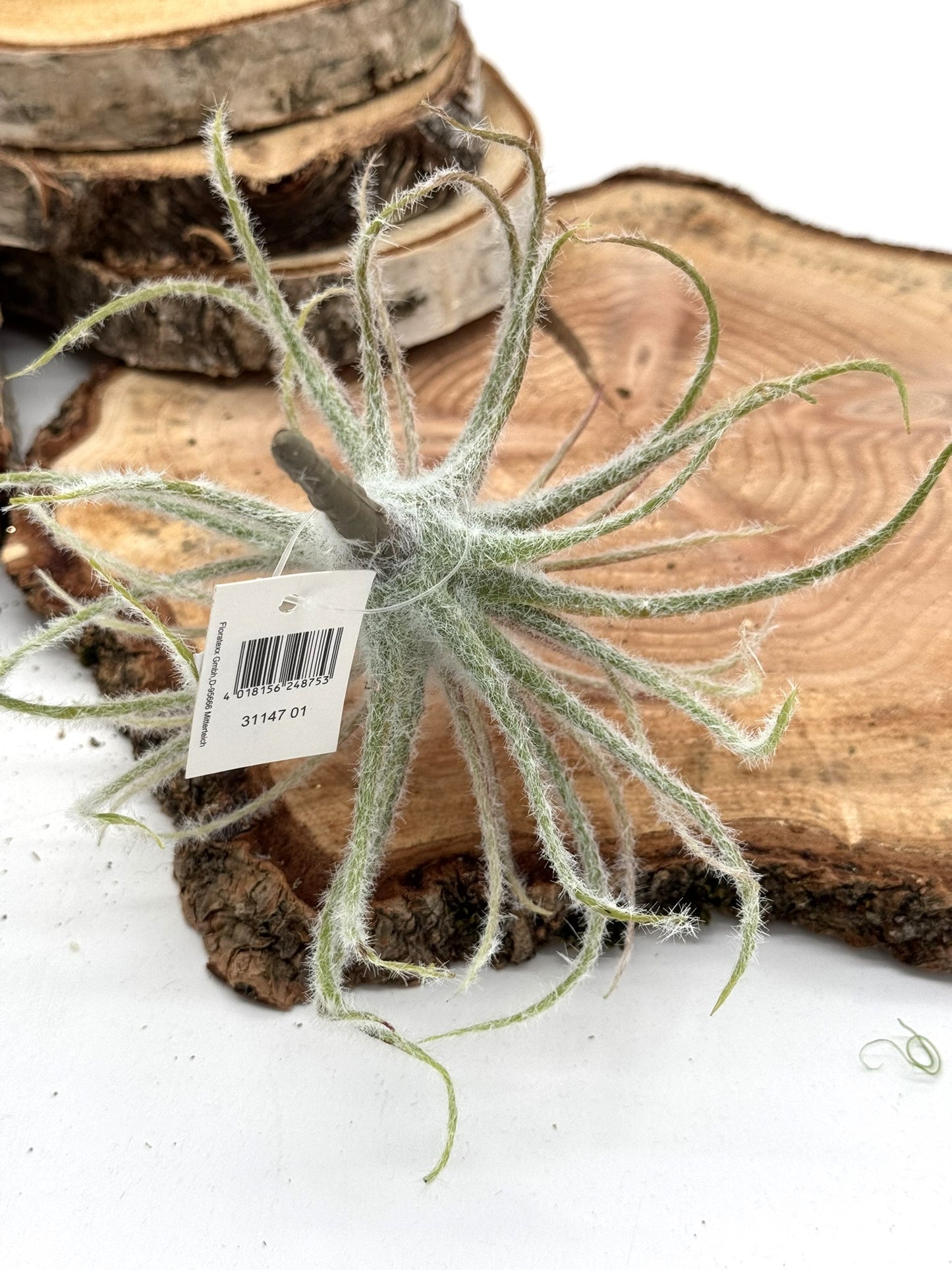 Tillandsia Blüte 15 cm