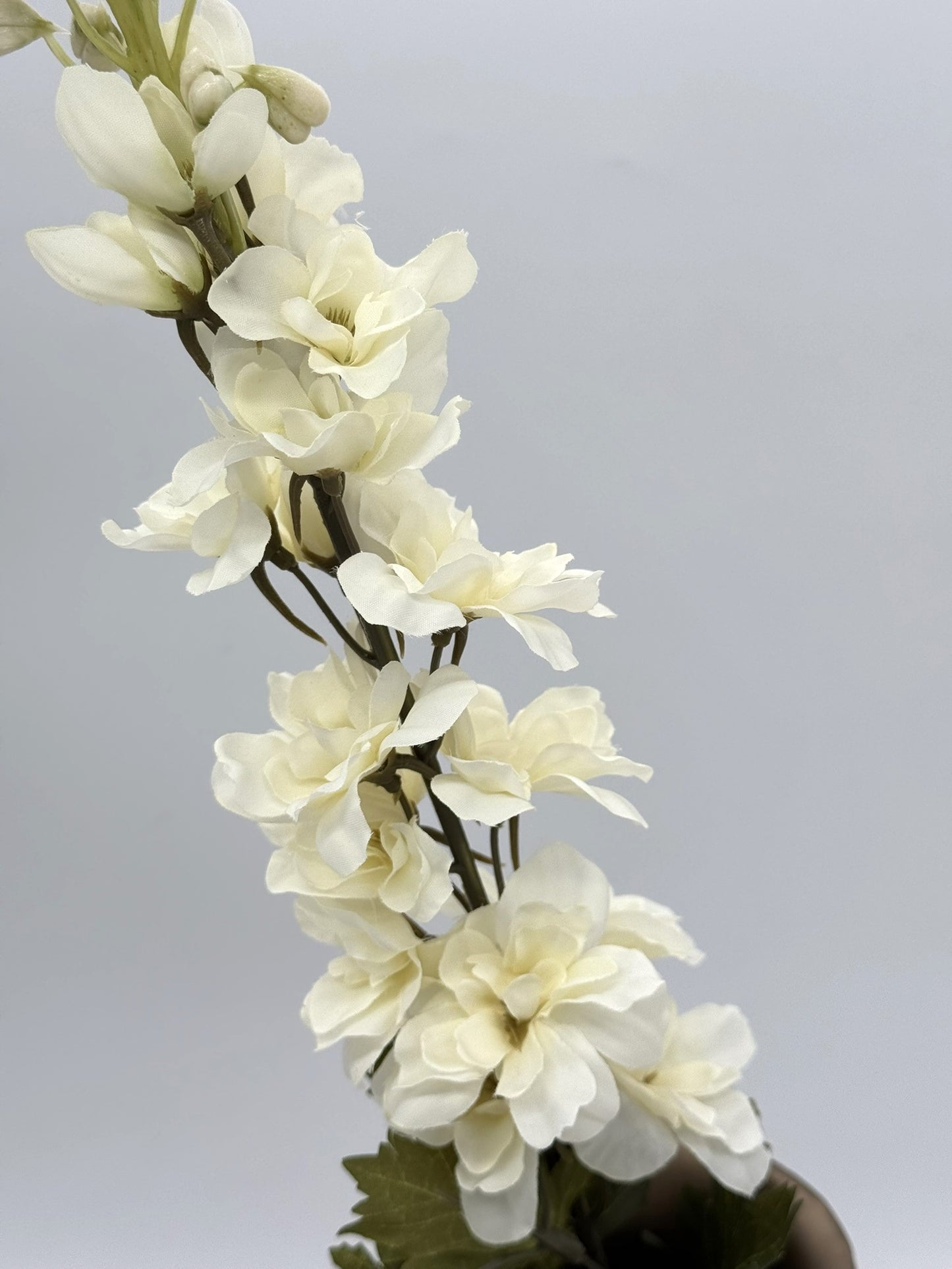 Rittersporn weiß 78cm