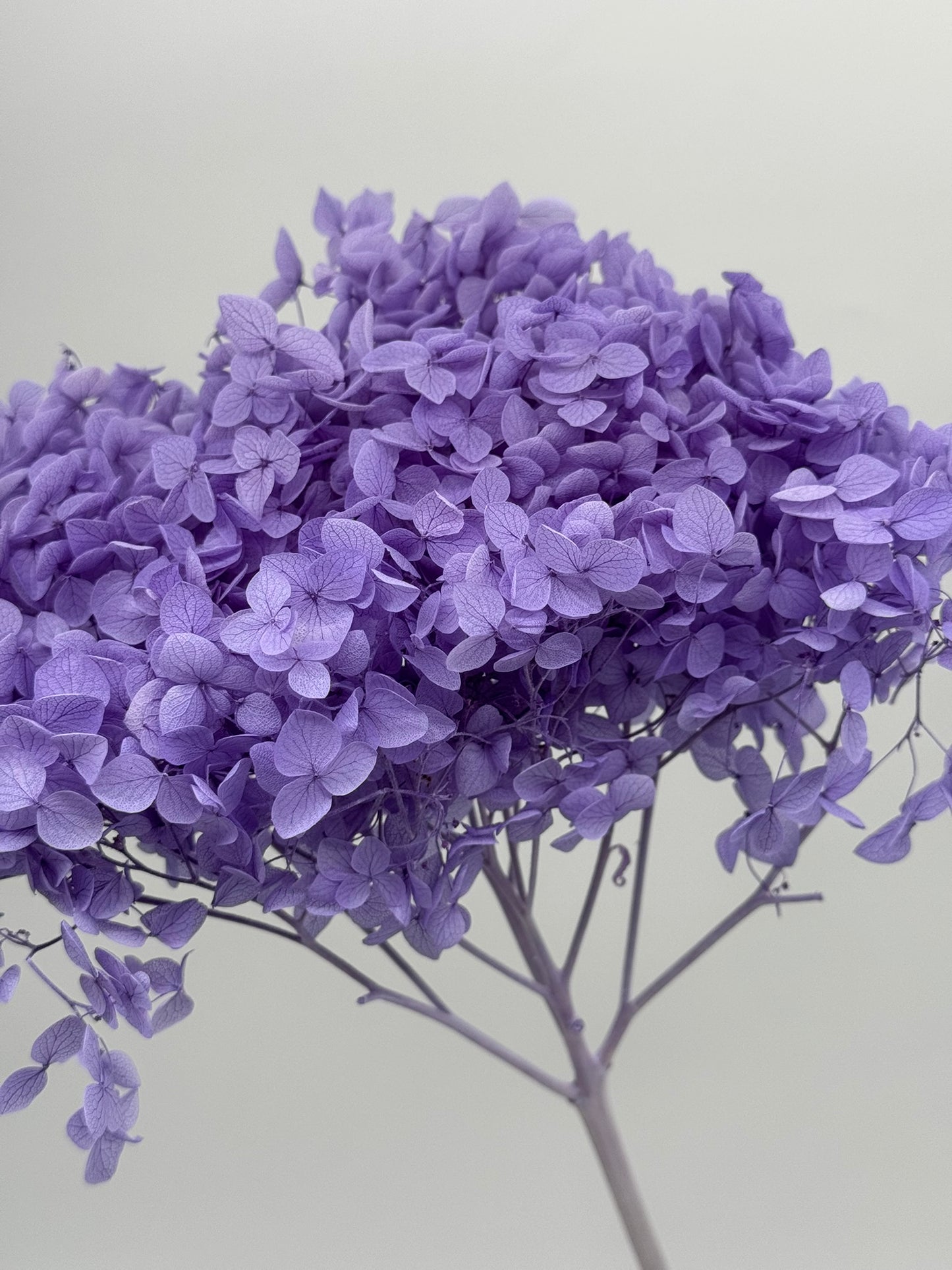 Große Hortensie lila 1 Stück