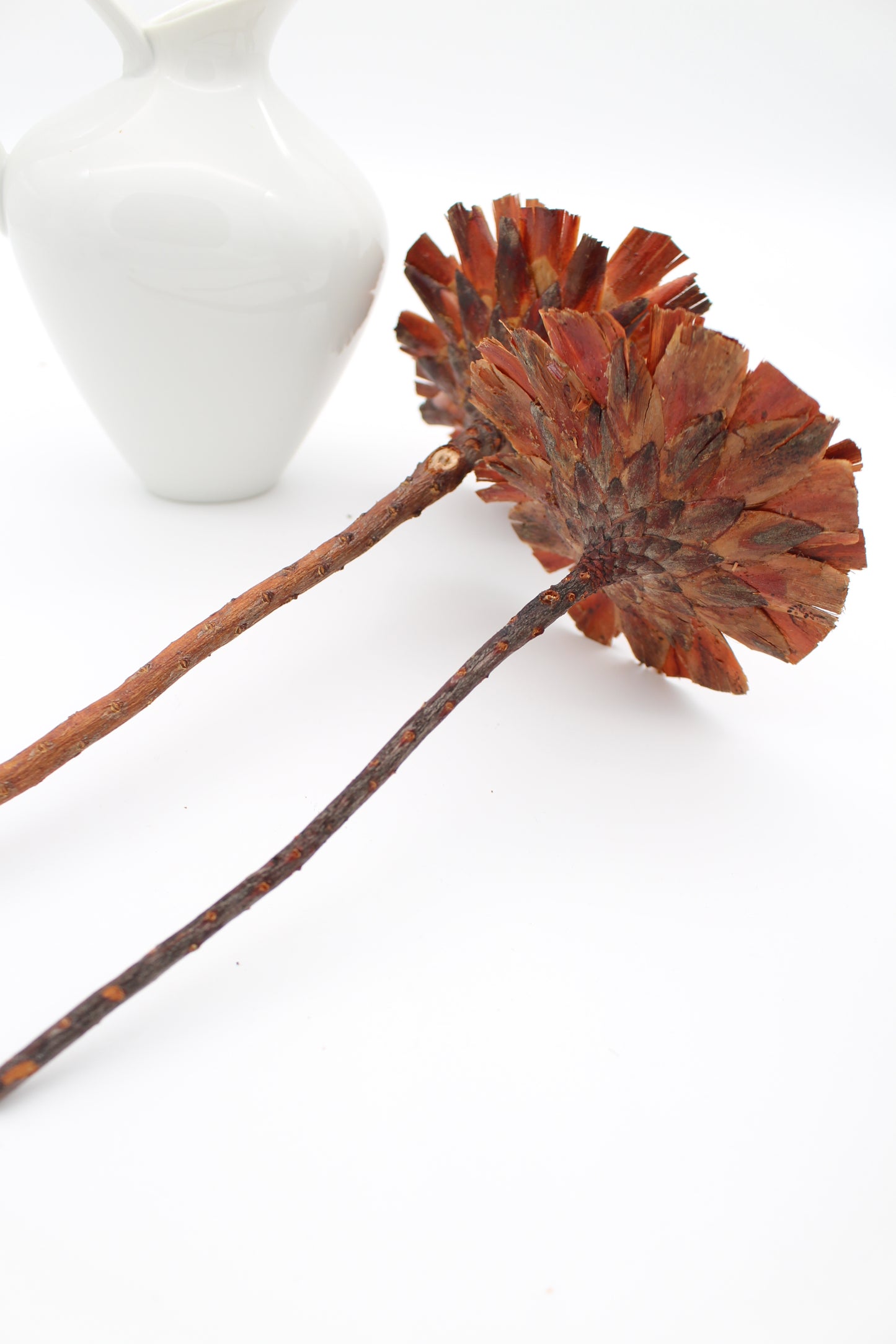 Protea geschnitten orange braun 2 Stück