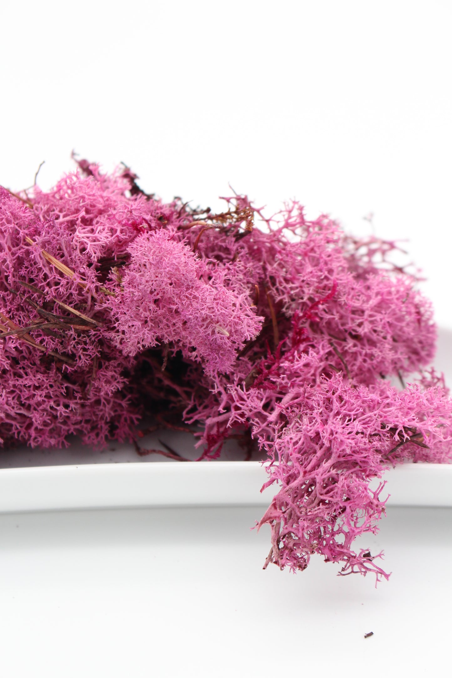 Islandmoos pink 20 Gramm