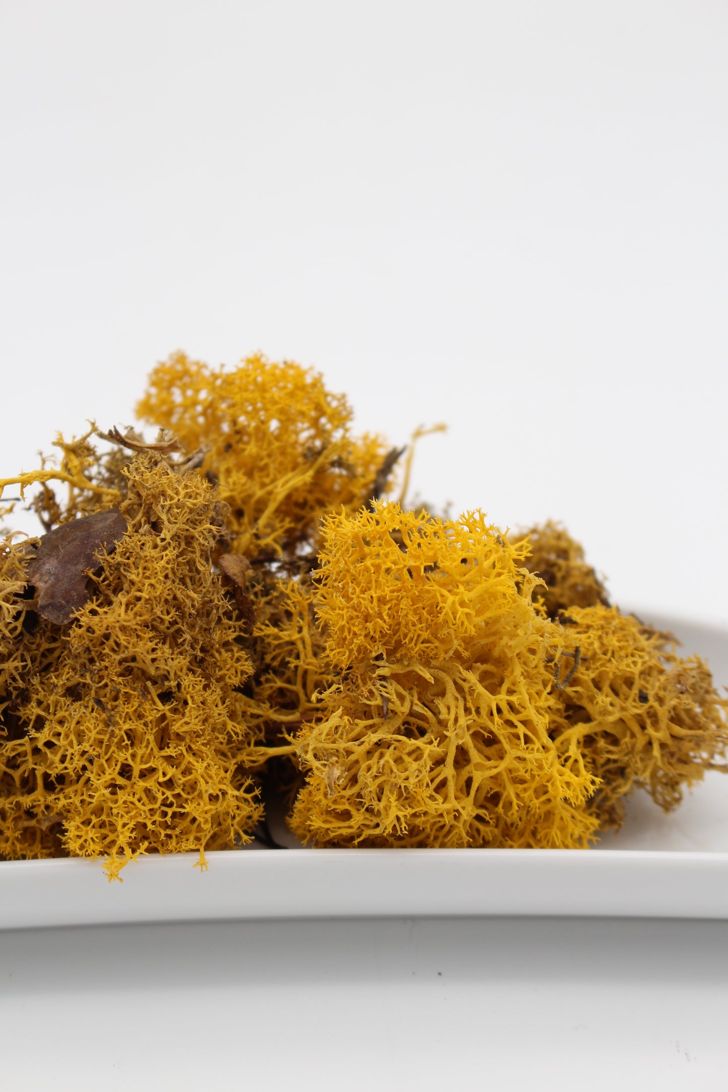 Islandmoos gelb 20 Gramm