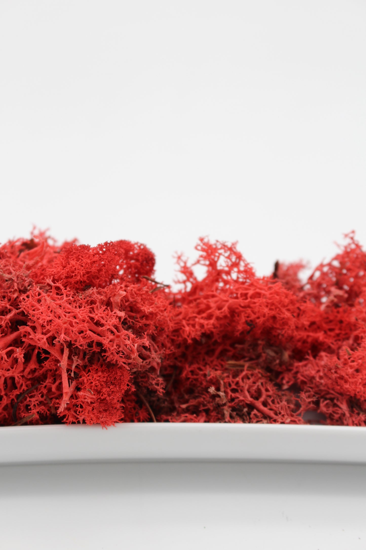 Islandmoos rot 20 Gramm