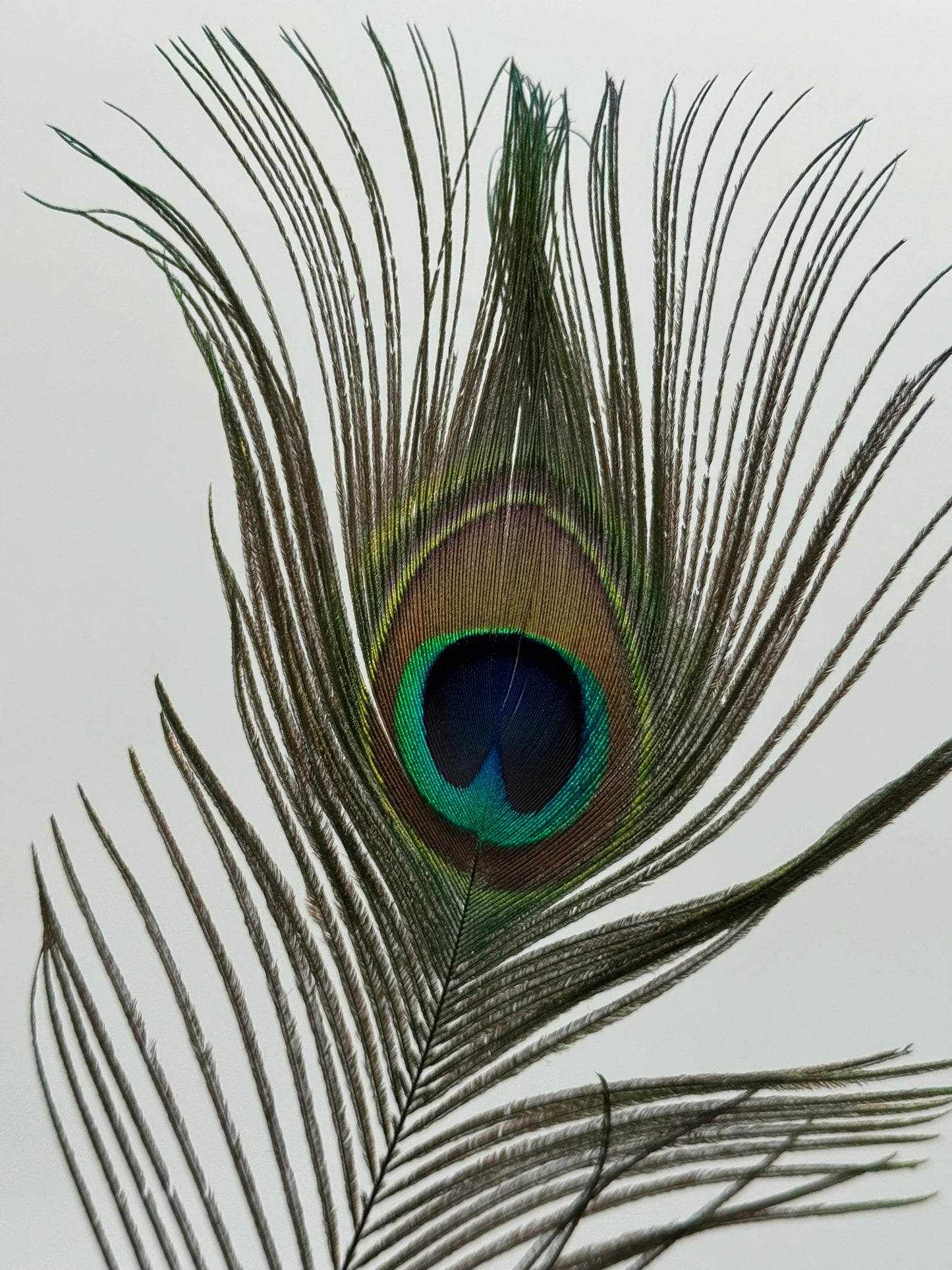 Pfauenfeder groß 57 cm 1 Stück