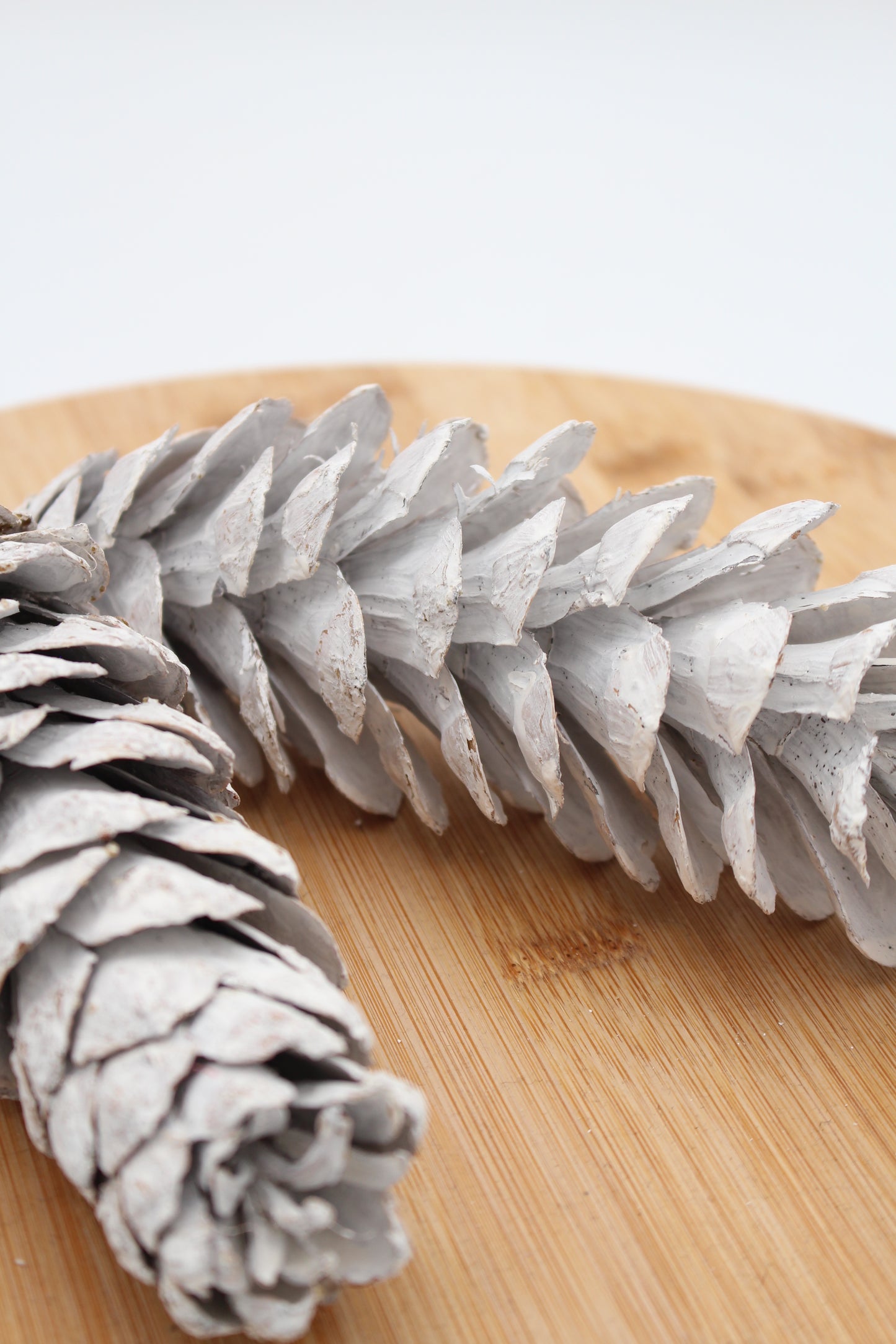 Strobus Zapfen groß weiß