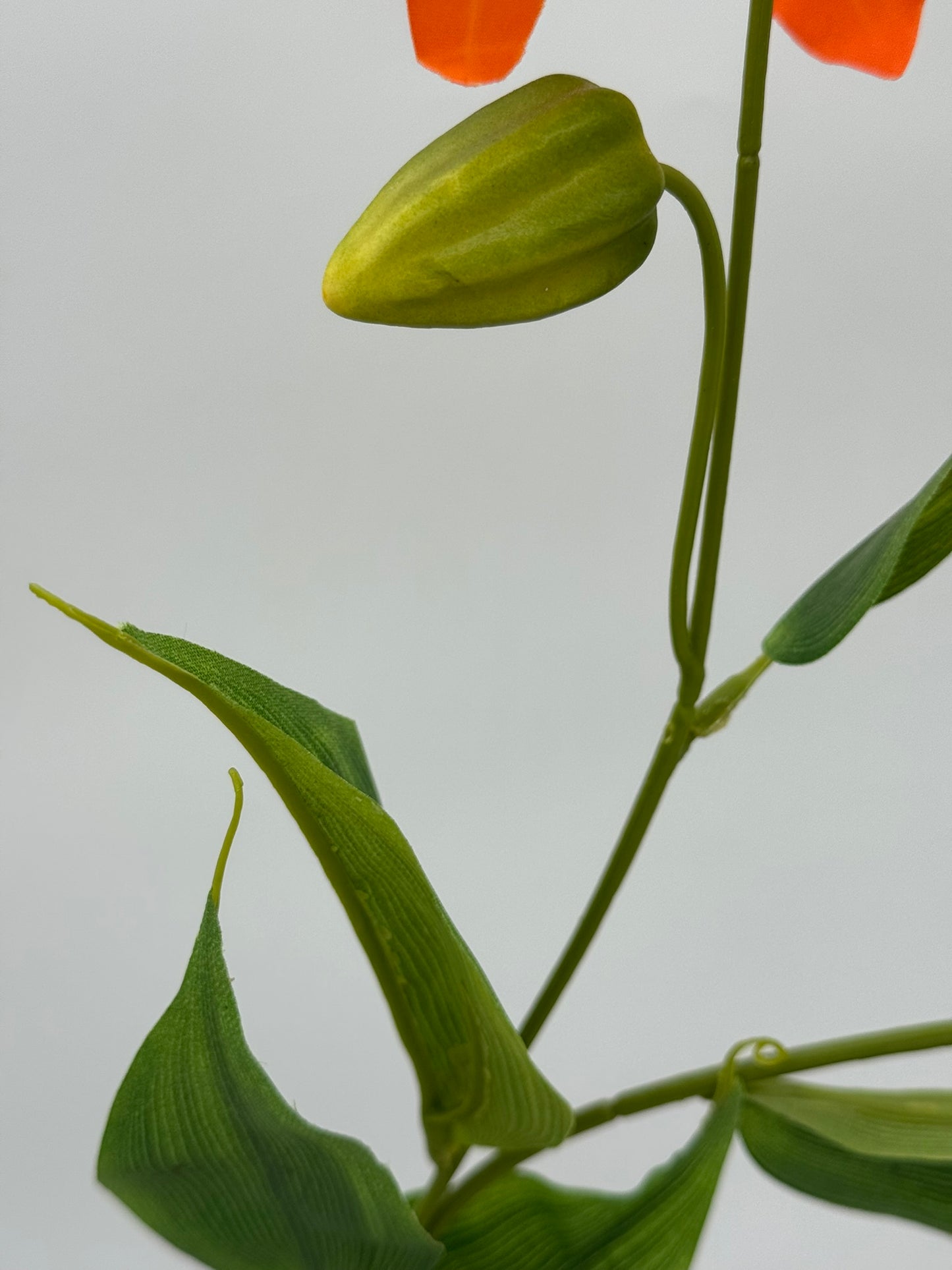 Gloriosa orange 80 cm 1 Stück
