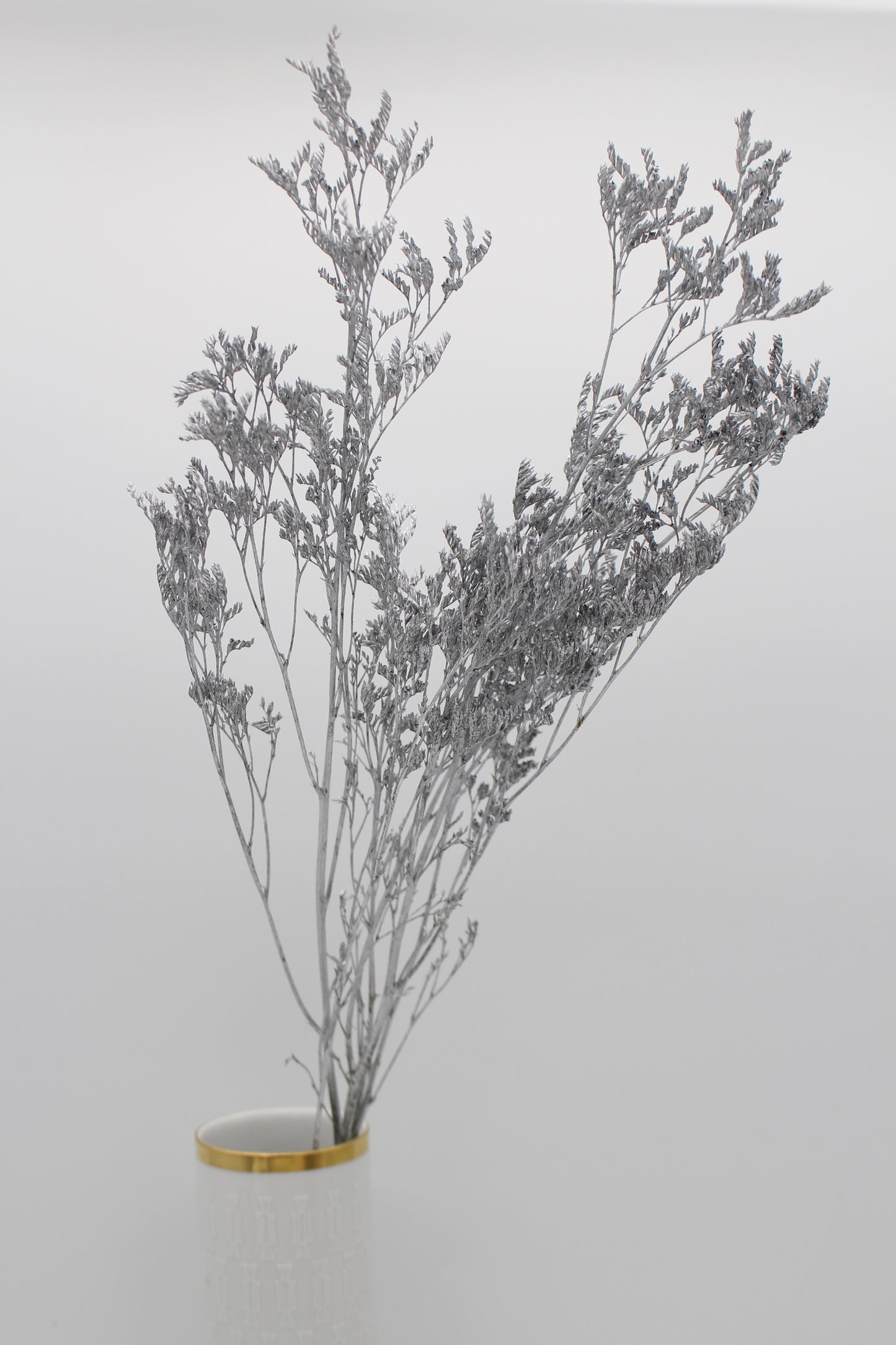Limonium silber