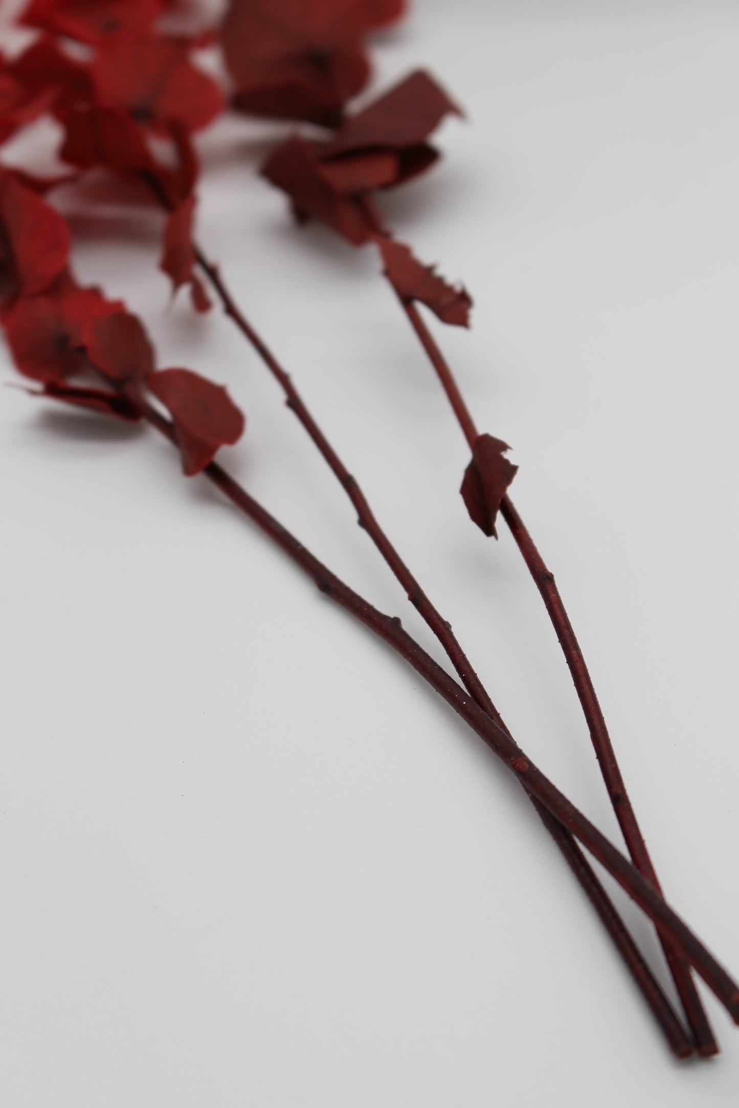 Eukalyptus stabilisiert rot