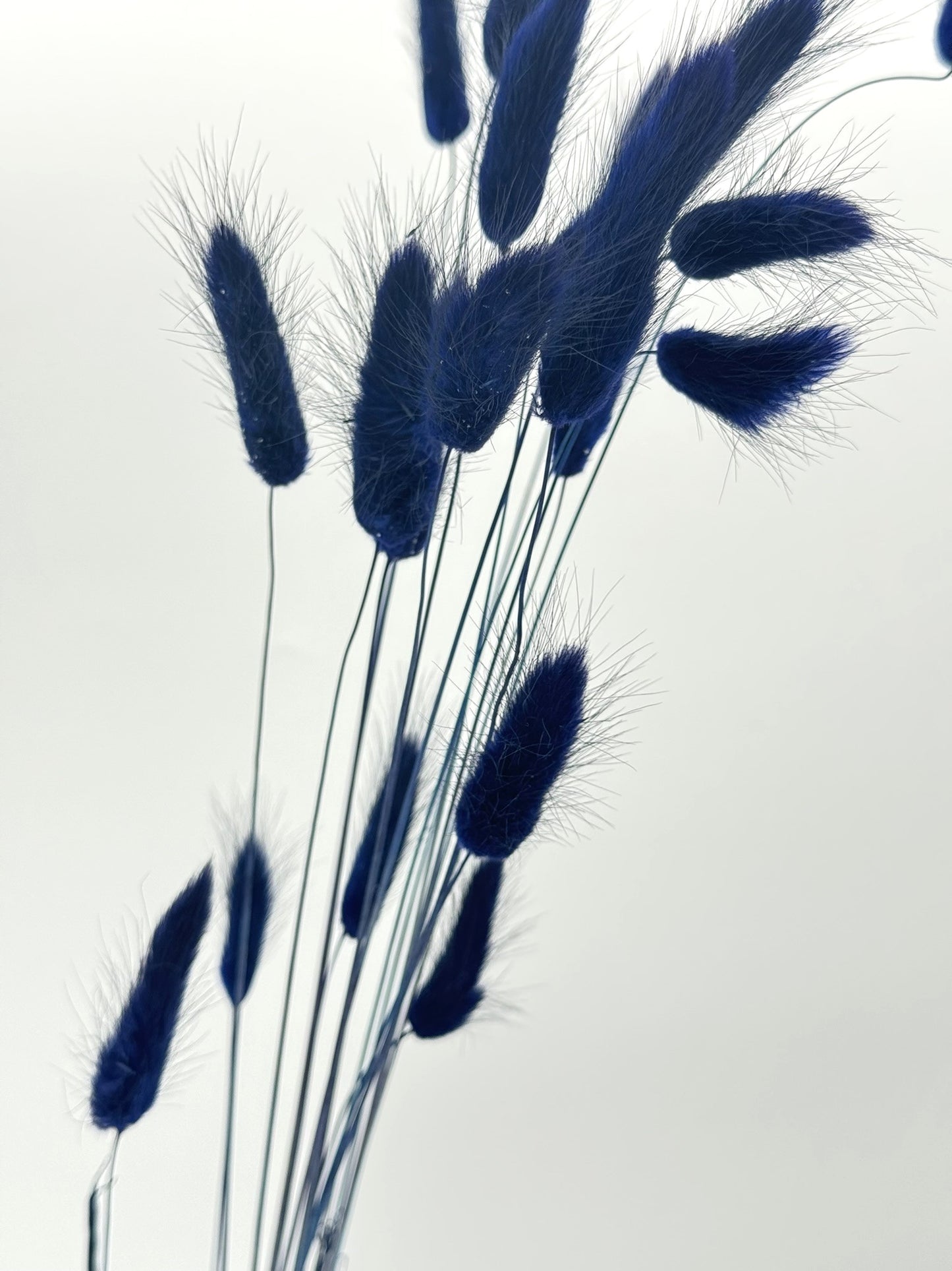 Lagurus dunkelblau marineblau