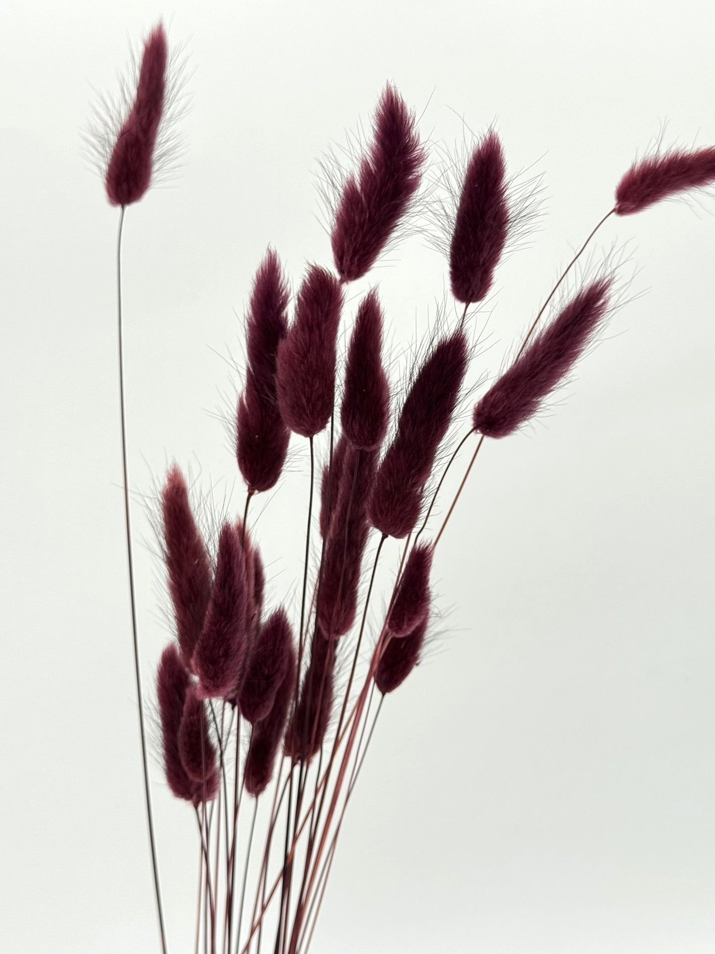 Lagurus weinrot bordeaux