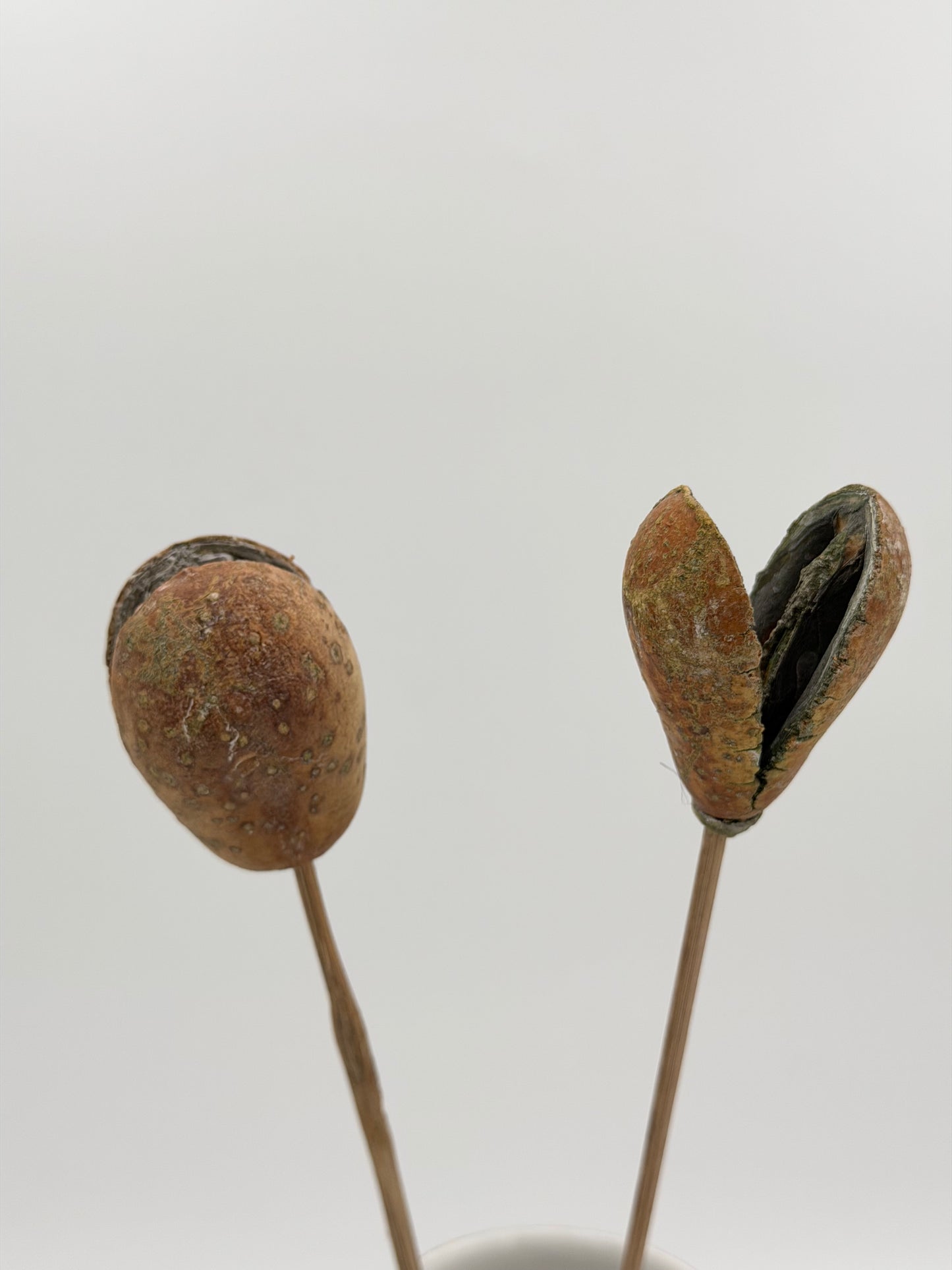 Mike Fruit braun 2 Stück