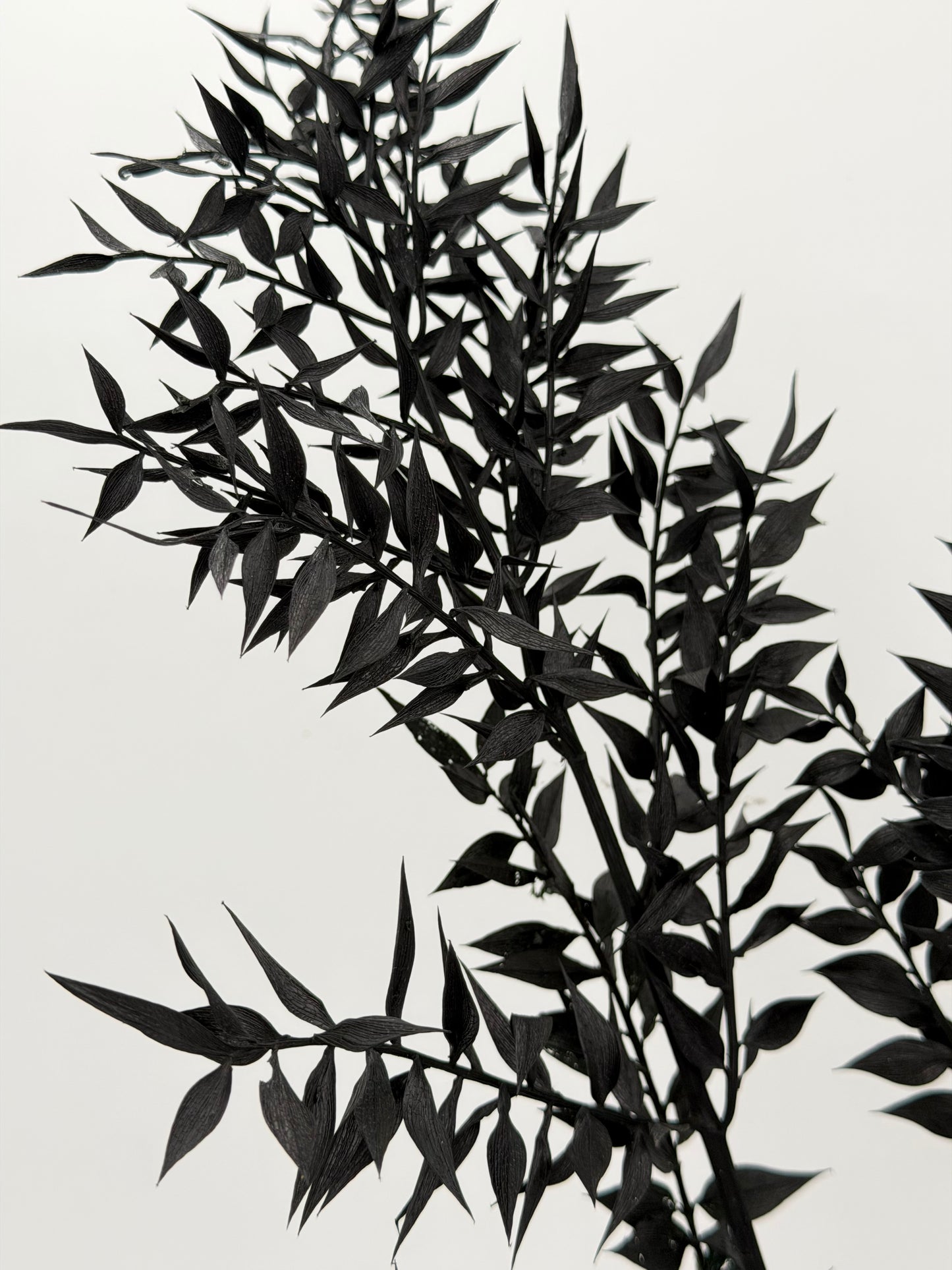 Ruscus schwarz