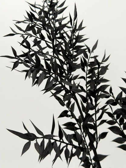 Ruscus schwarz