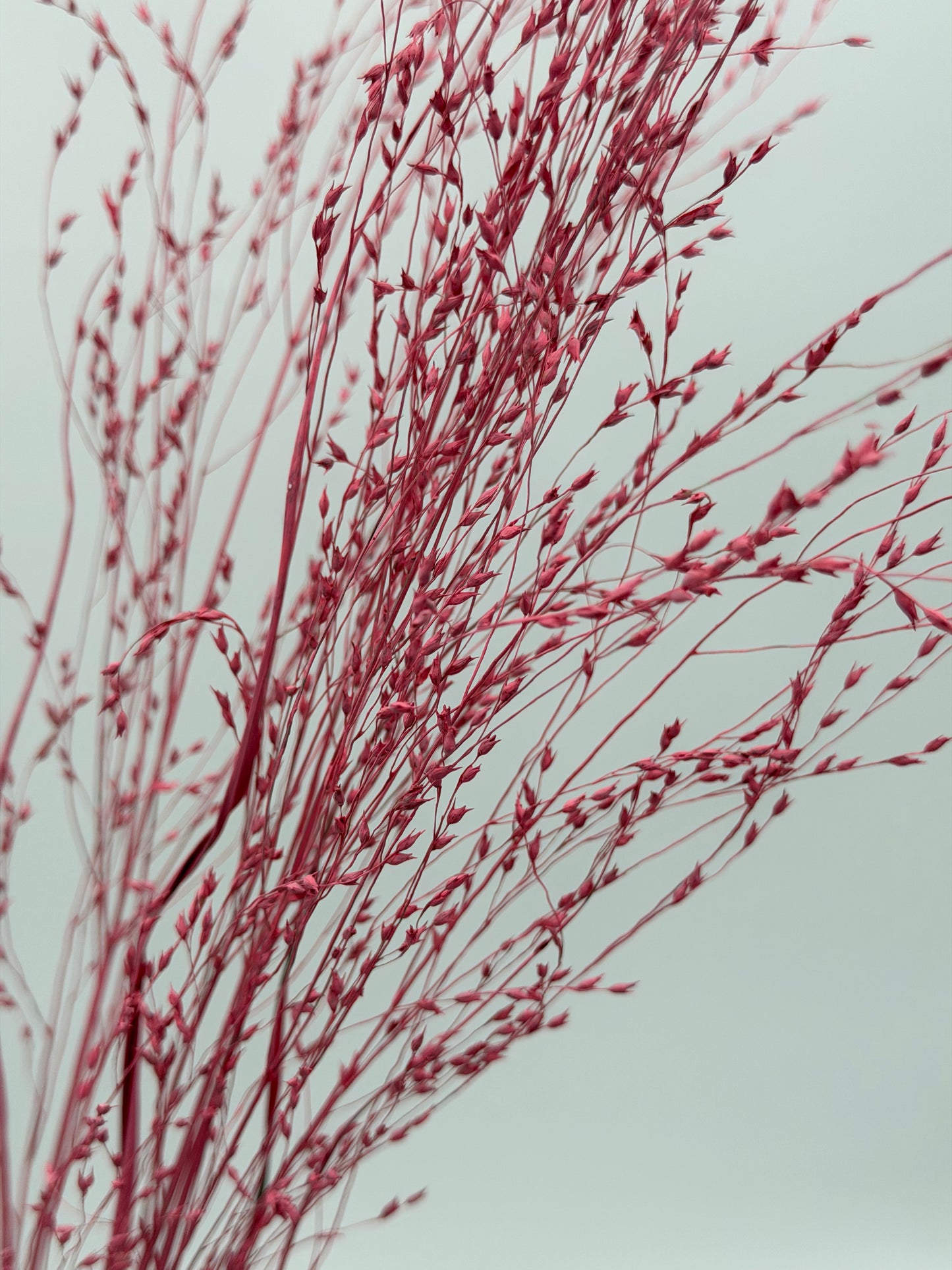 Panicum Ziergras rosa 5er