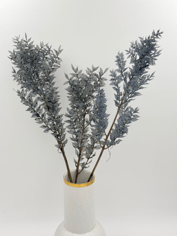 Ruscus silbergrau