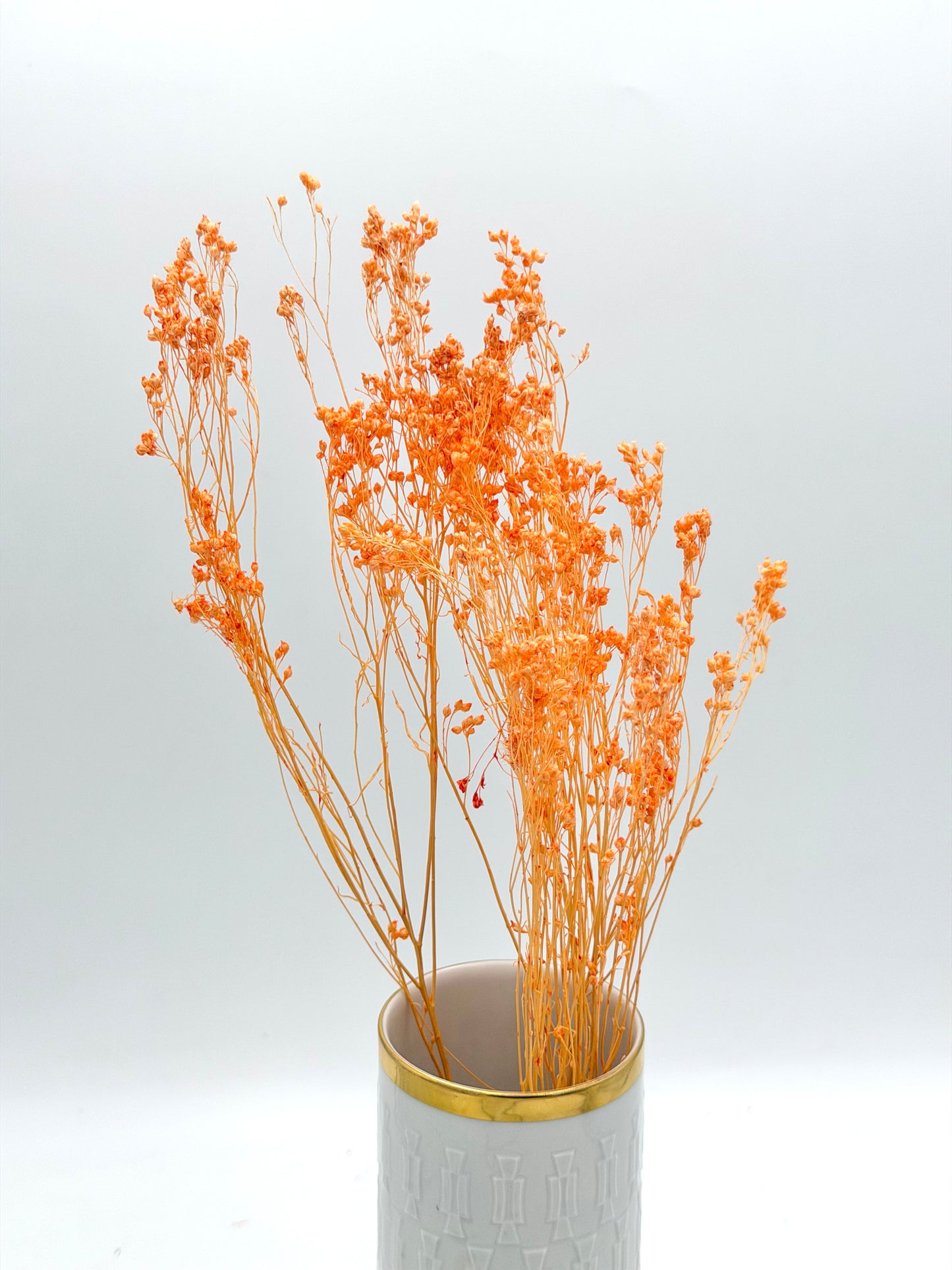 Broom Bloom apricot orange