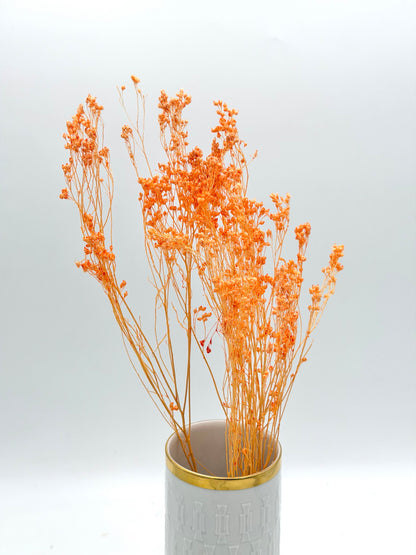 Broom Bloom apricot orange