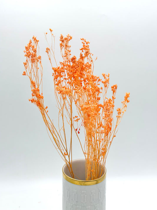 Broom Bloom apricot orange