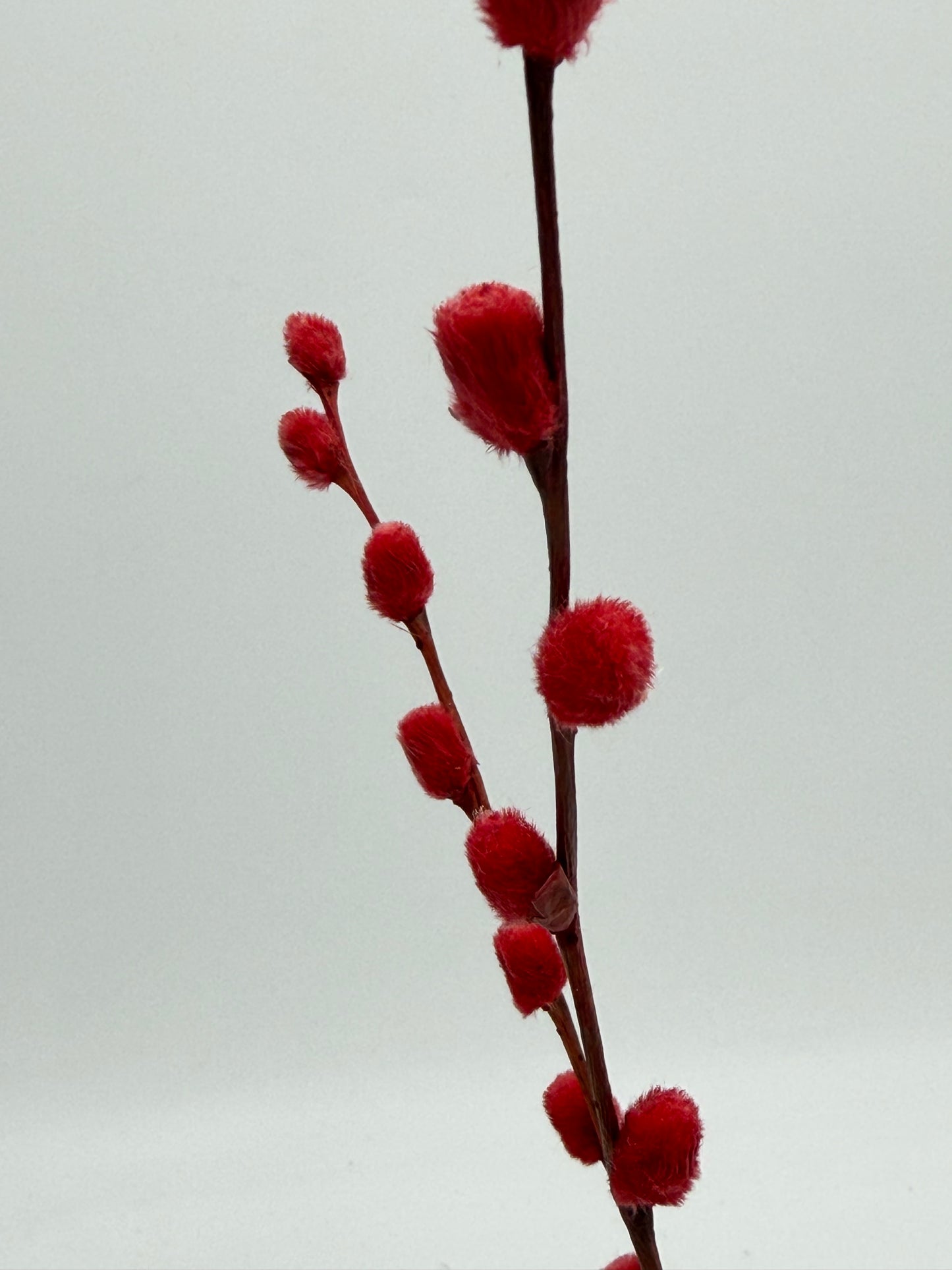 Weidenkätzchen rot 3er