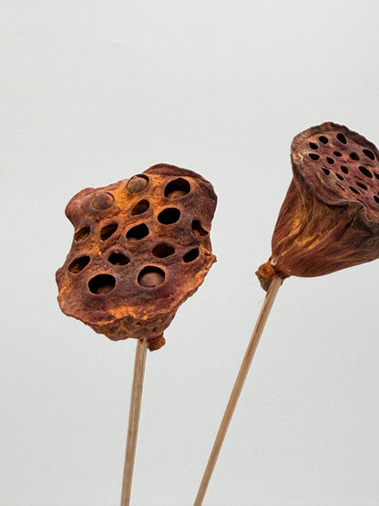 Lotus Blüten am Stiel braun 2 Stück