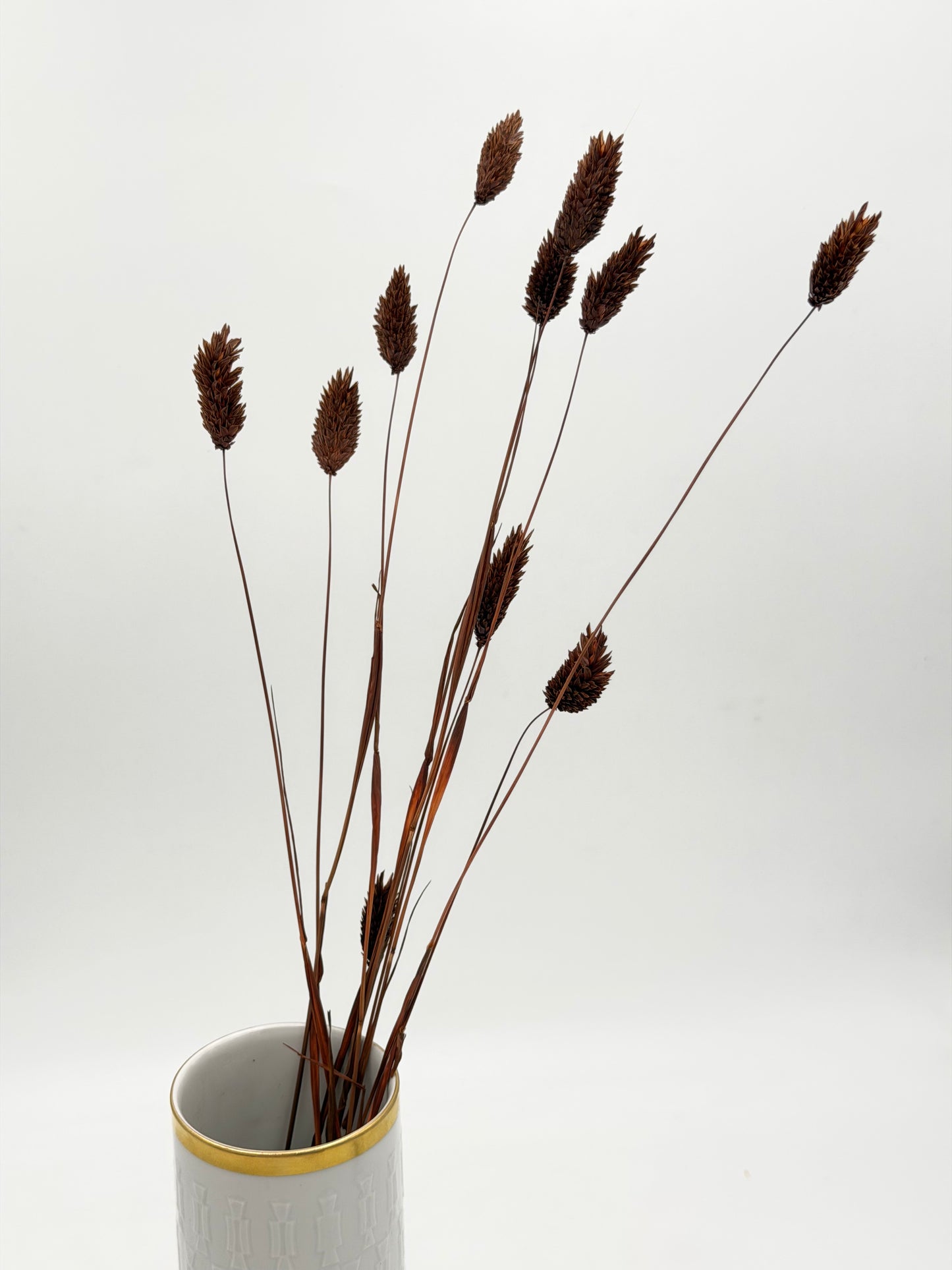 Phalaris dunkelbraun