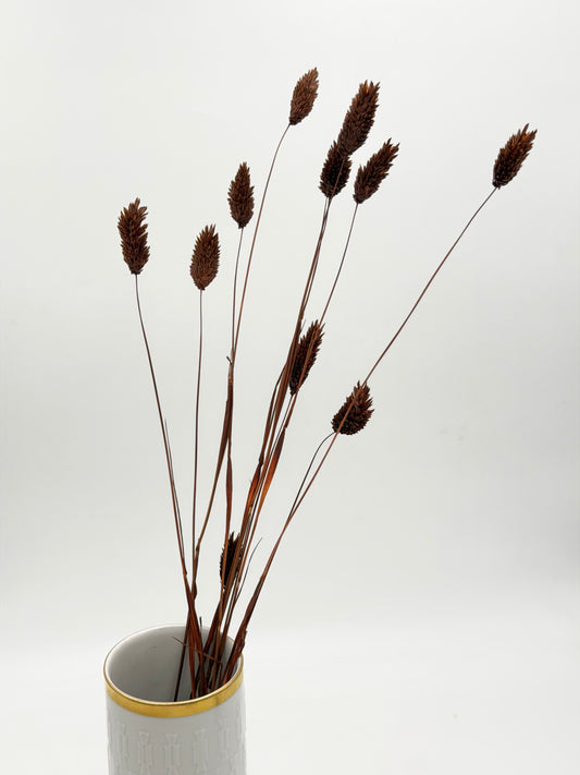 Phalaris dunkelbraun