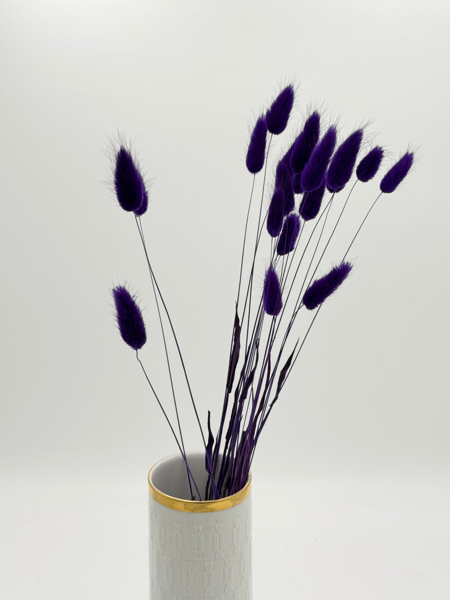 Lagurus lila