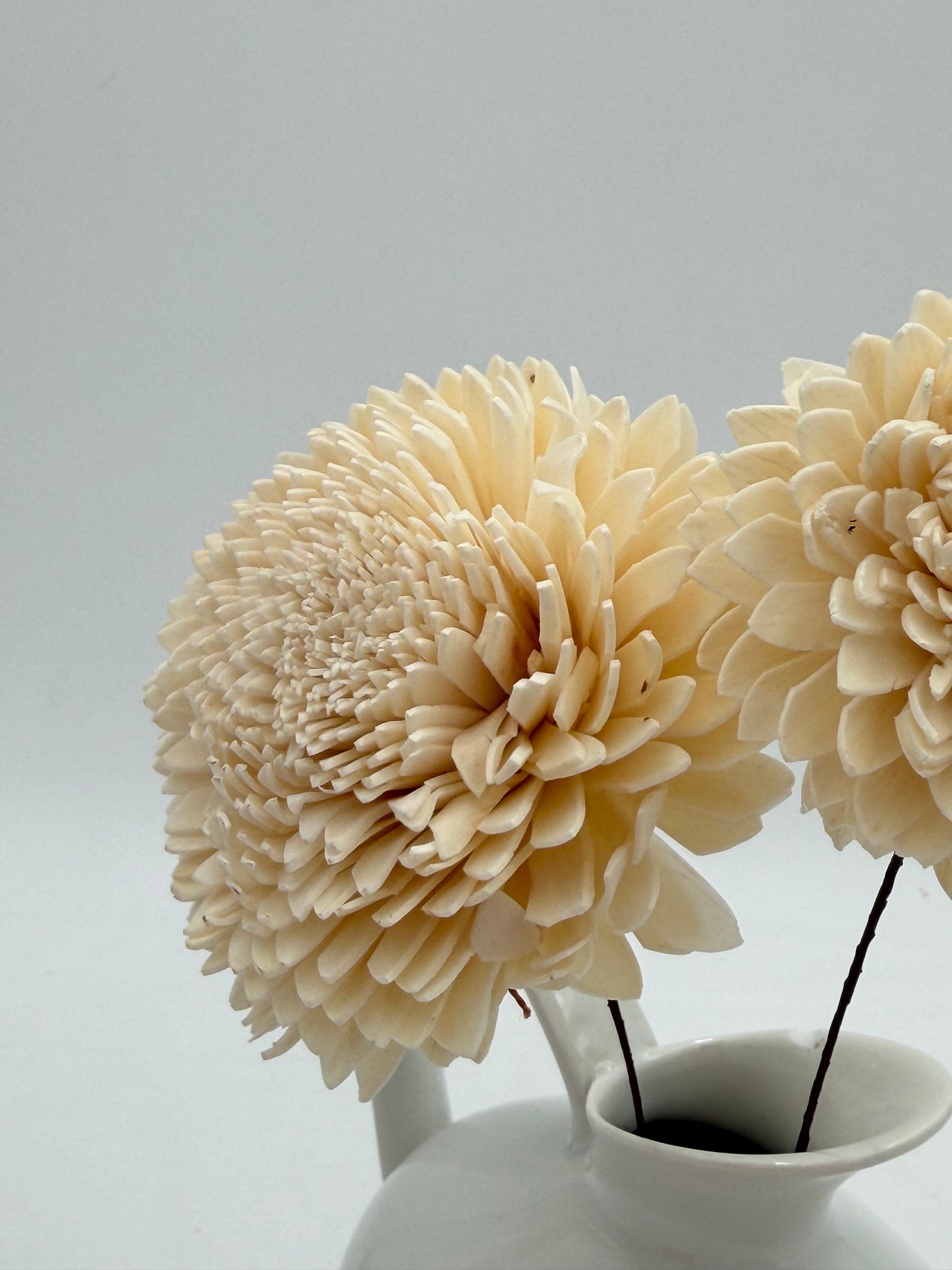 Blüte Zinie Sola am Draht Natur