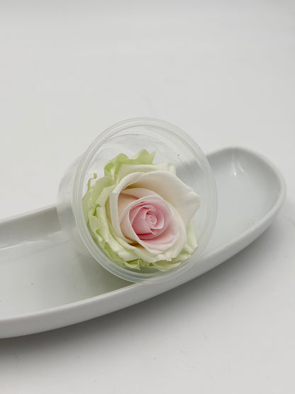 Blüte Infinity Rose weiß rosa grün Tricolor 1 Stück