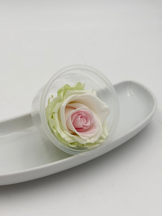 Blüte Infinity Rose weiß rosa grün Tricolor 1 Stück