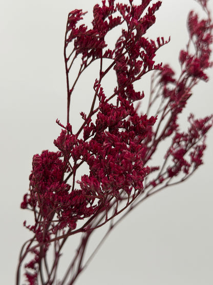 Limonium beere