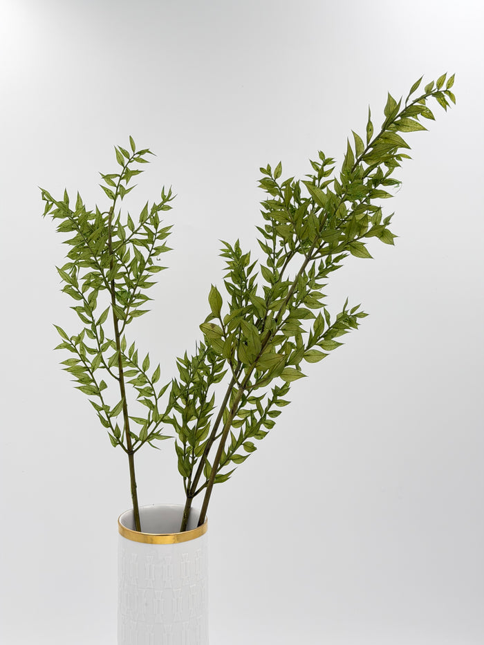 Ruscus grün