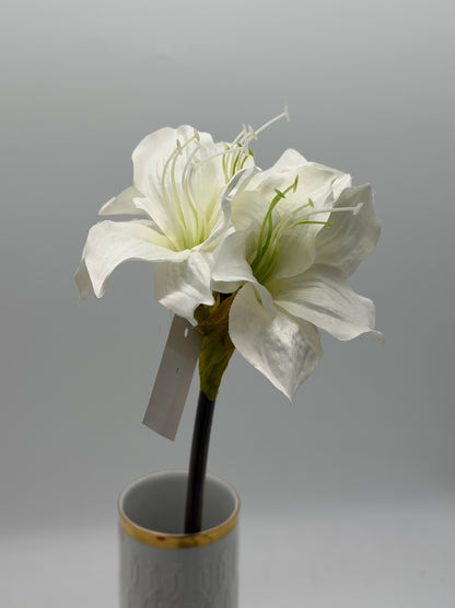 Amaryllis Hippeastrum