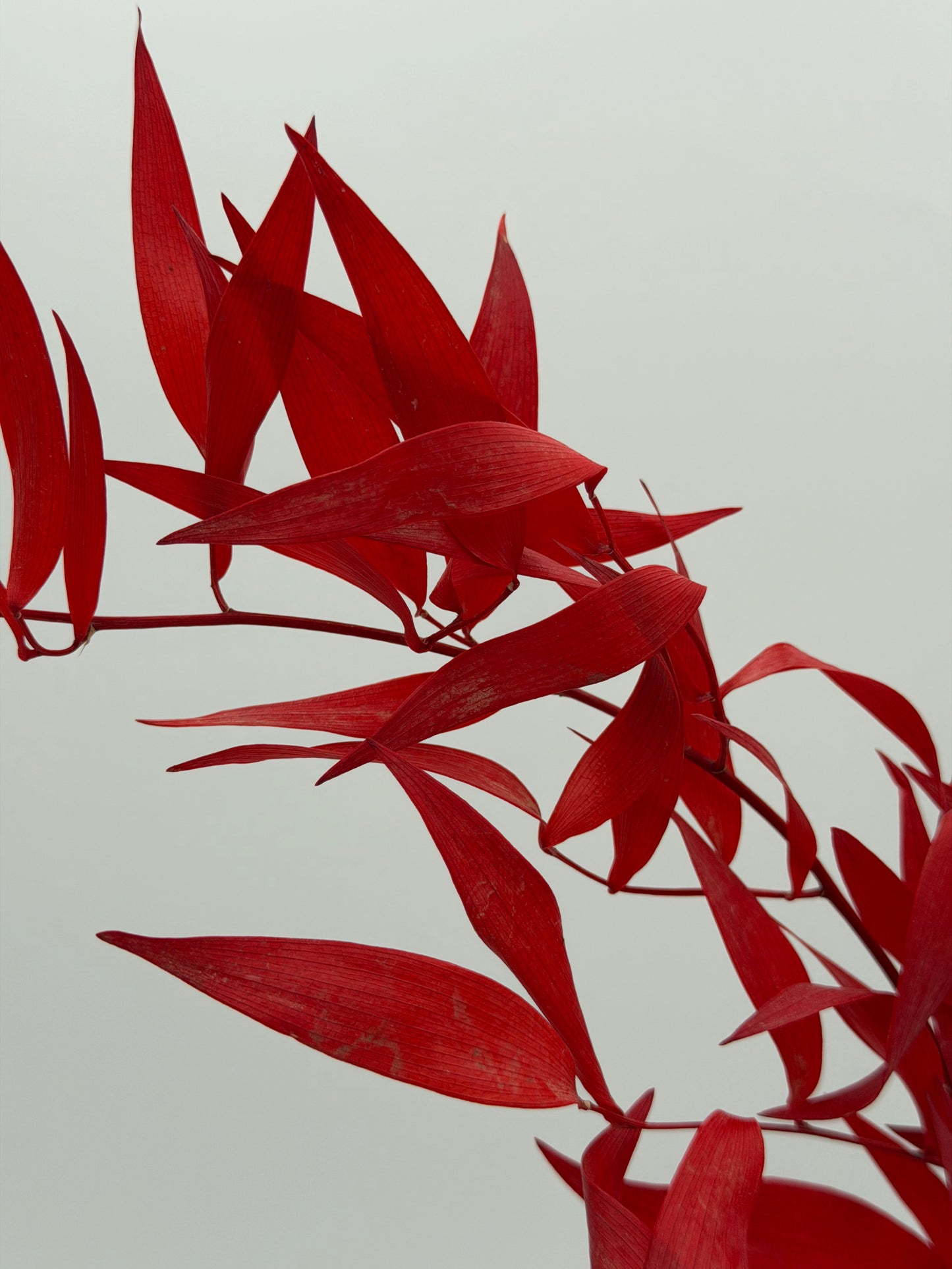 Ruscus stabilisiert rot