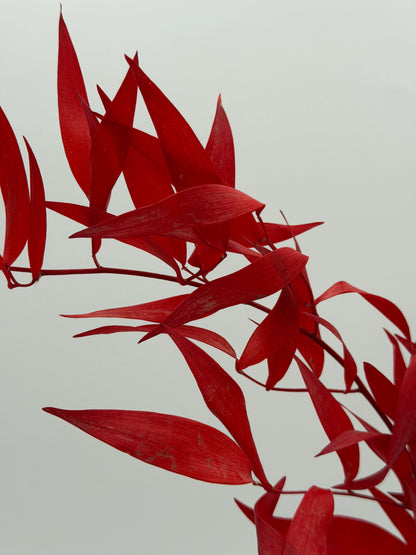 Ruscus stabilisiert rot