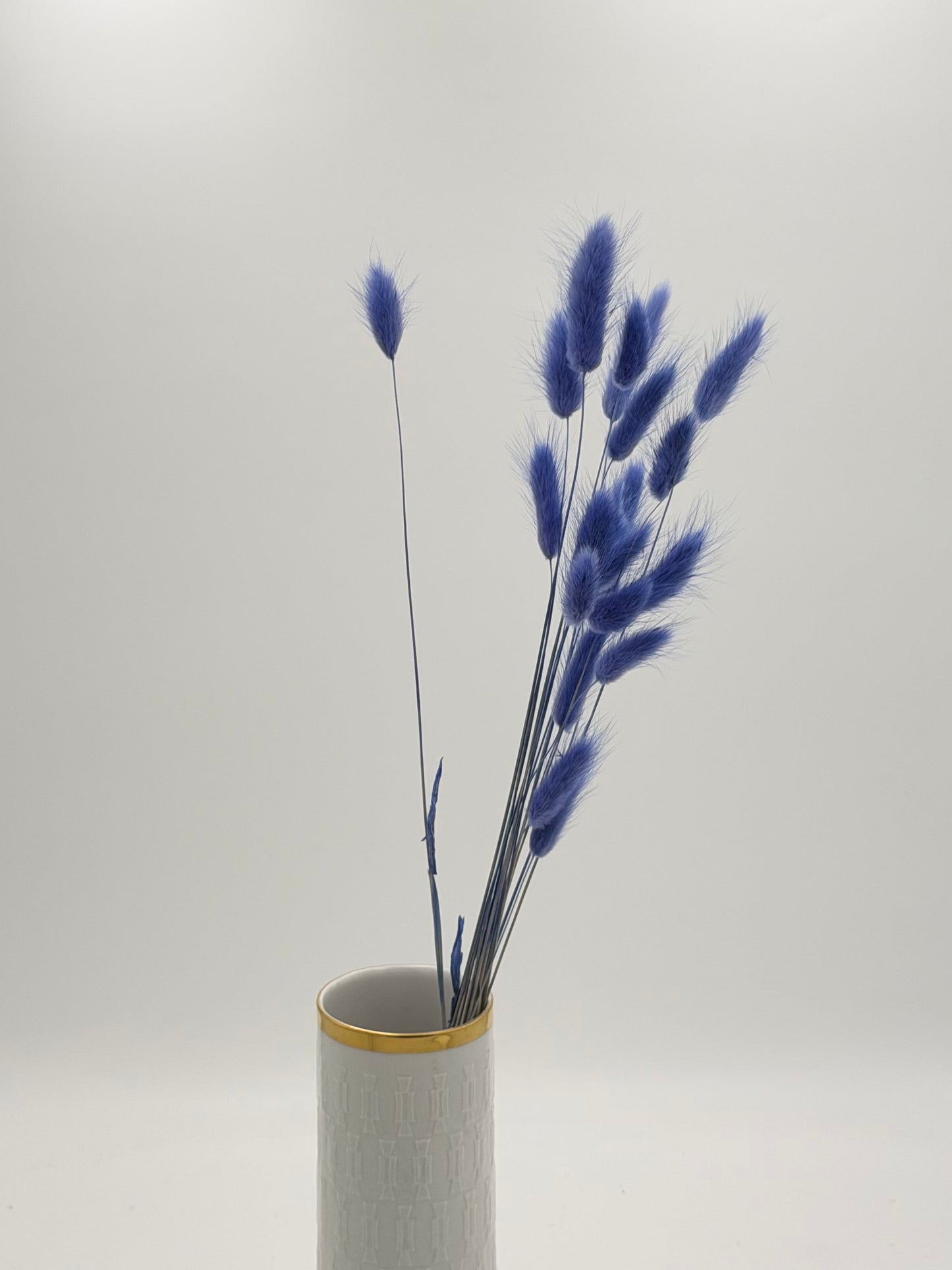 Lagurus blau