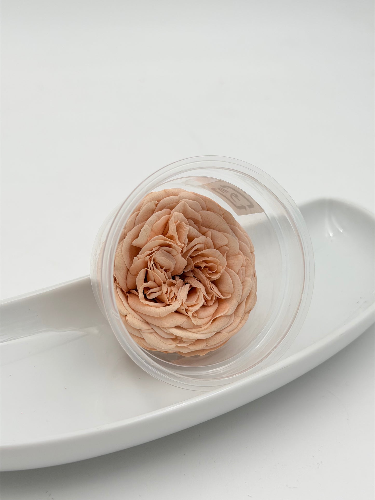 Blüte Infinity Garden Rose apricot 1 Stück