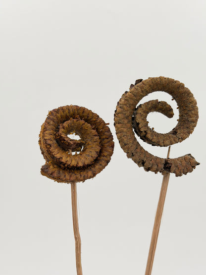 Palmringe braun 2 Stück